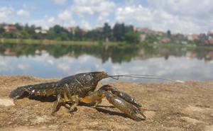 A marbled crayfish posed by a lake