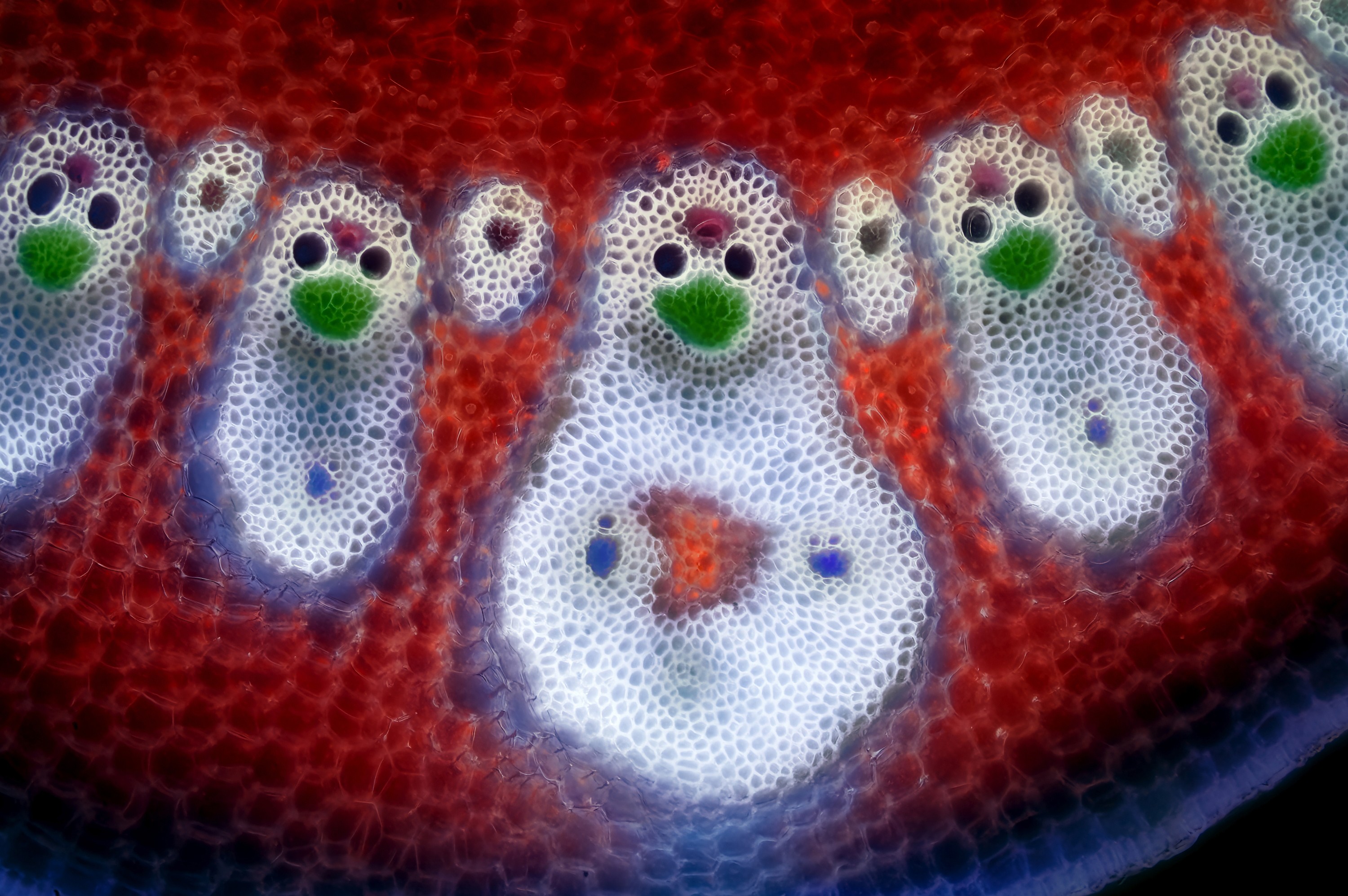 A microscopic view of a bamboo leaf in cross-section, showing many vascular channels, appearing like a groupings of small holes.