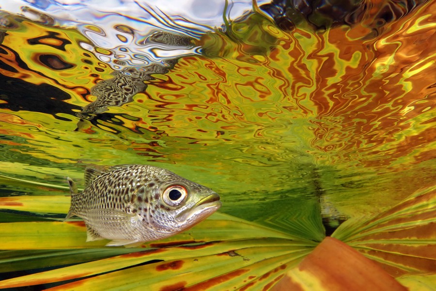 A medium-sized fish is seen swimming near a river's surface, alongside a floating palm frond.