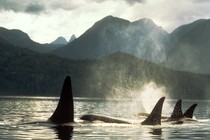 Photo of a group of orcas in the wild, just their dorsal fins are visible