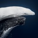 A white humpback whale calf swims close beside its mother, seen from underwater.