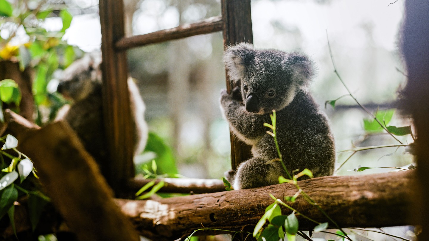 photo of koala in leafy tree clinging to wooden ladder