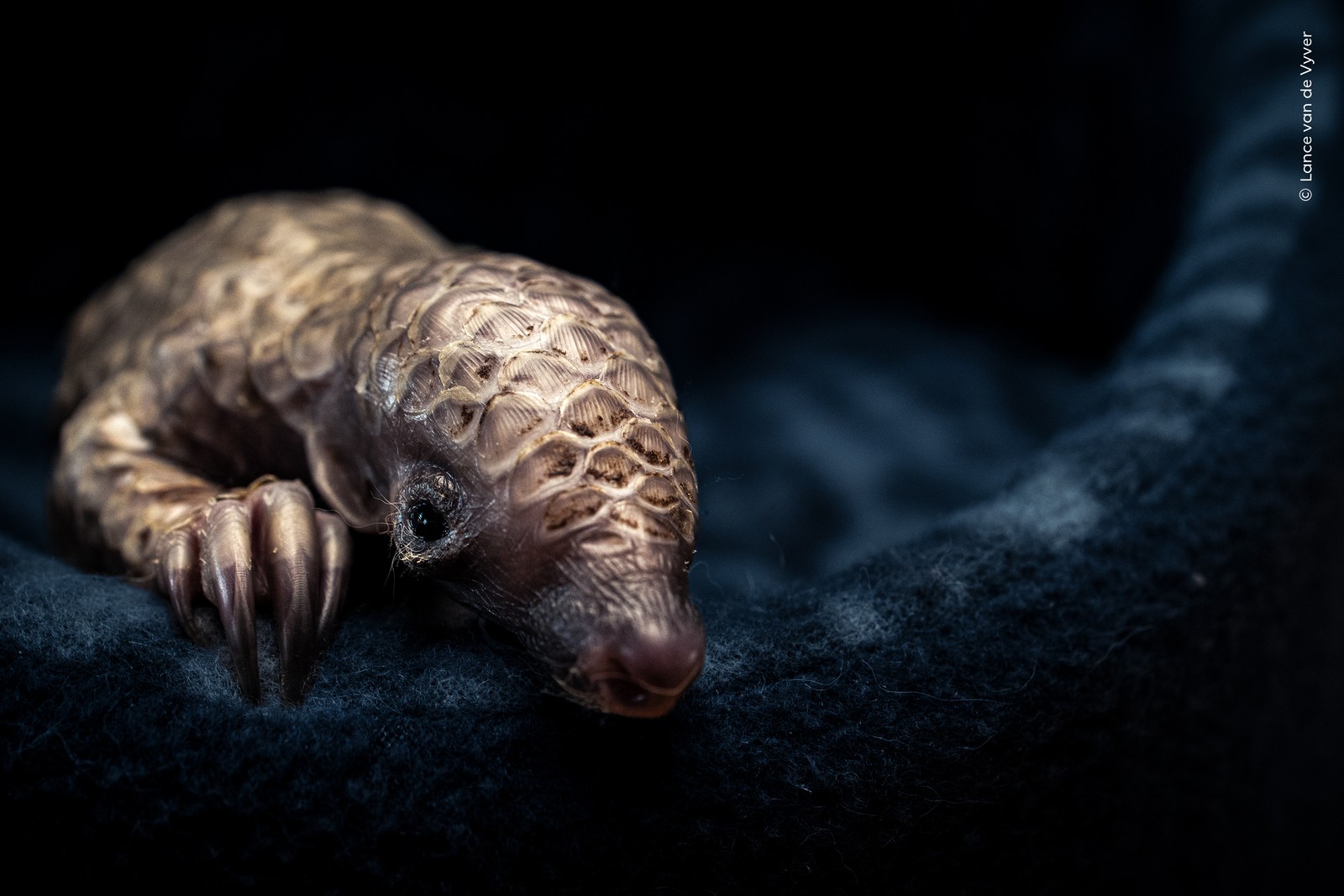 A close view of a young pangolin