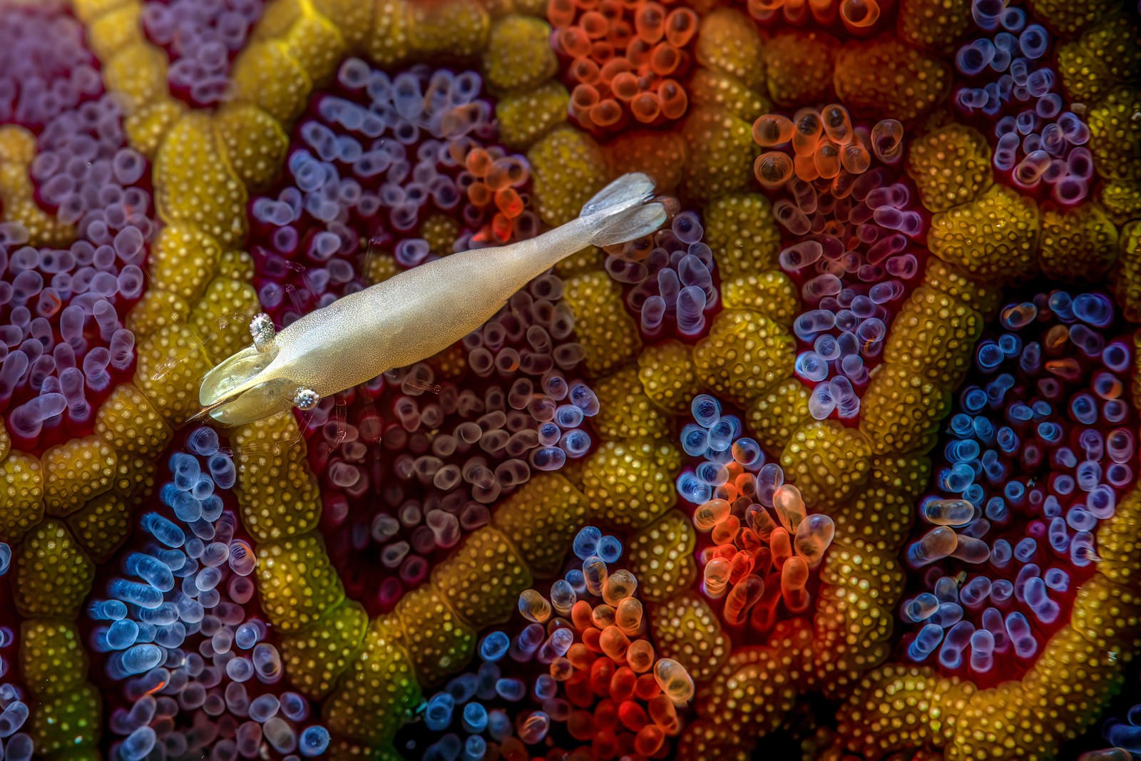 A close view of a small shrimp resting on colorful coral