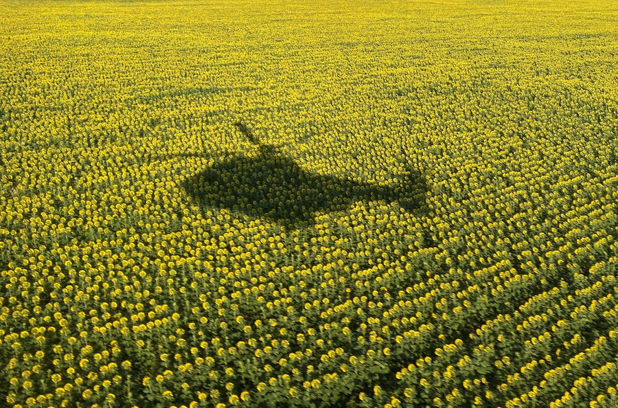 The shadow of a helicopter is seen on a field of sunflowers.