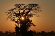 A baobab tree in the Okavango delta