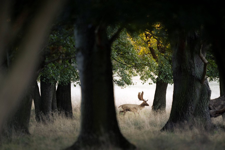A deer walks through a forested area.