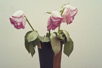 A grainy photo of three wilted pink roses in a brown vase.