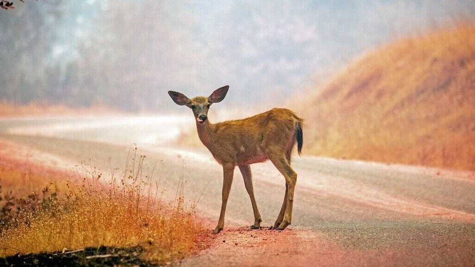 A deer stands in the middle of a road.