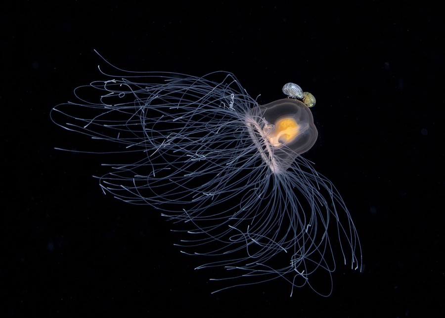 A jellyfish with many small tentacles is seen against a dark background.