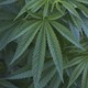 Marijuana plants