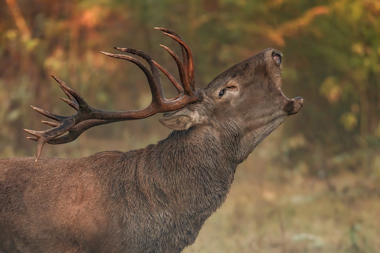 A red deer lifts its head and bellows.