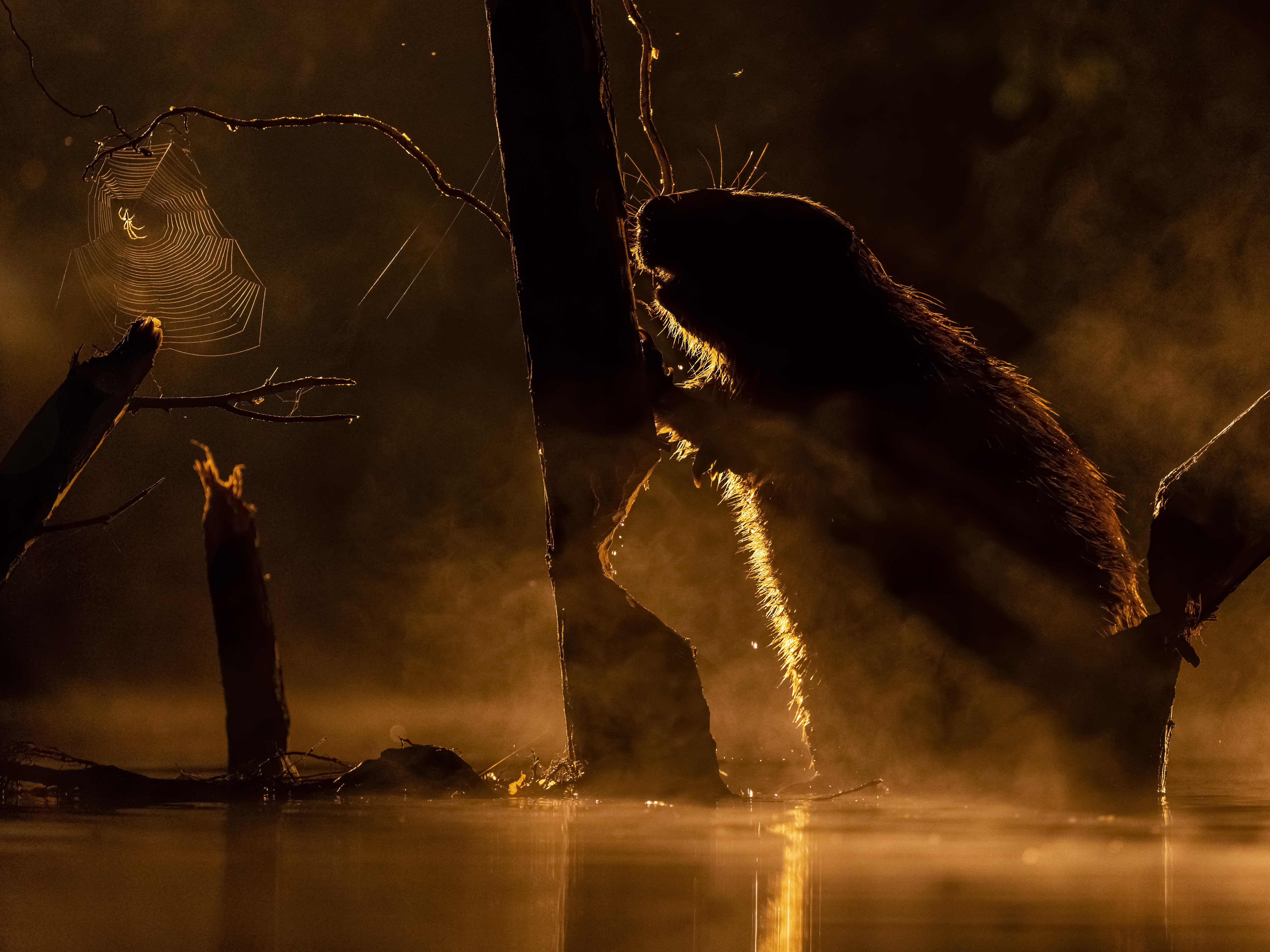 A beaver, seen in silhouette, leaning on a tree near a spider in a spiderweb