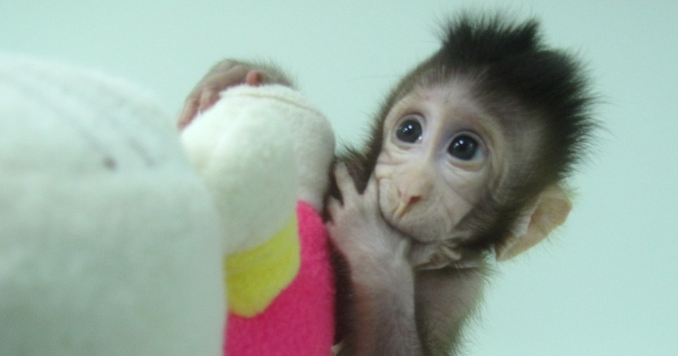 Chinese Scientists Have Successfully Cloned Monkeys - The Atlantic