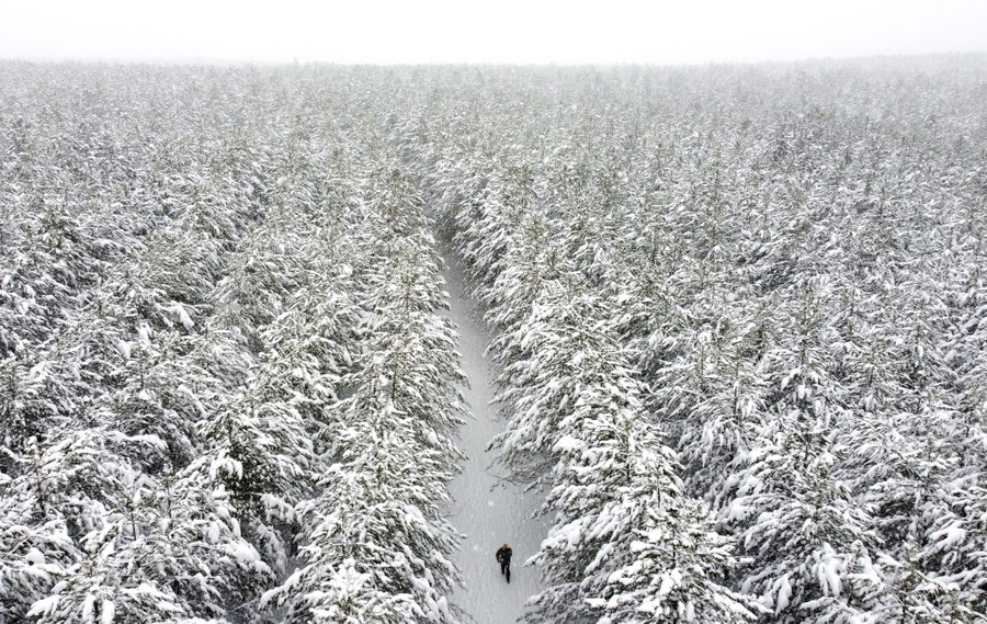 An aerial view of a person walking on a path through a snow-covered forest.