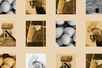 pictures of eggs chickens and chicken farms in a grid washed brownish yellow