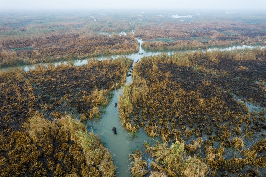A small herd of water buffalos wade and swim through channels in a marsh.