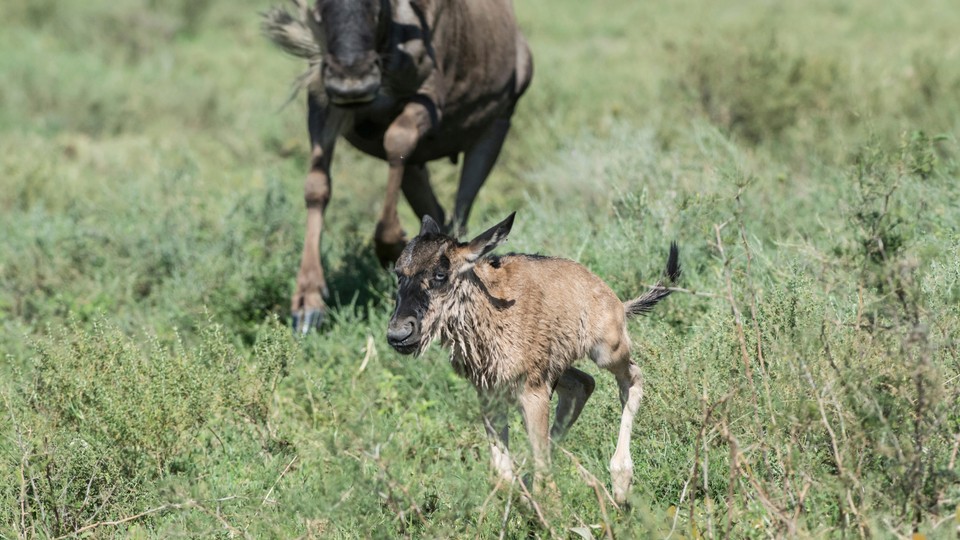 Photo of a wildebeest mother with her calf, shortly after birth
