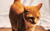 orange tabby cat standing on wood floor