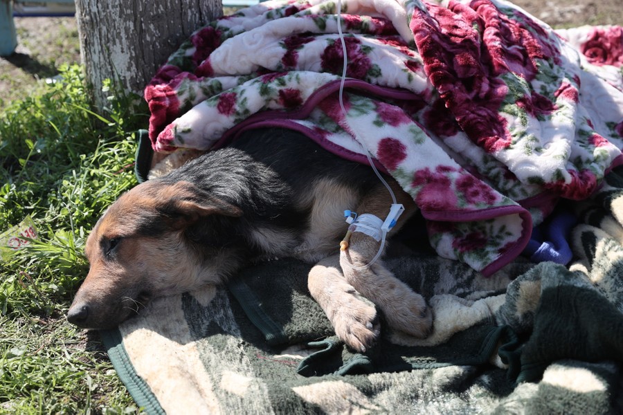 A dog rests under a blanket, receiving aid.