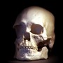 A plastic cast of a skull