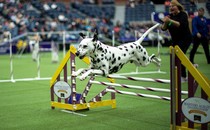 A dalmatian leaps over a barrier in a stadium.