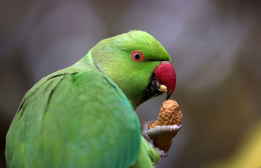Photos: The Parakeets of London - The Atlantic