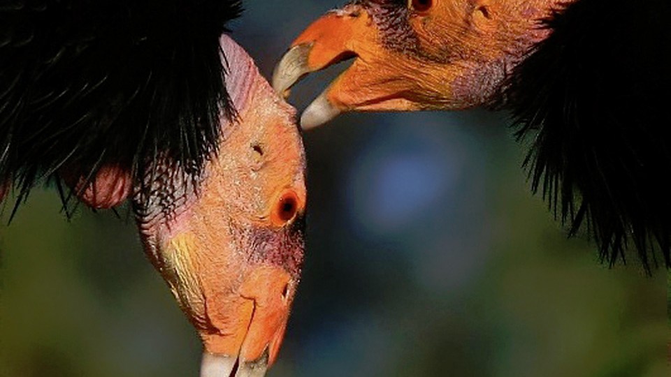 International Centre for Birds of Prey - Wikipedia