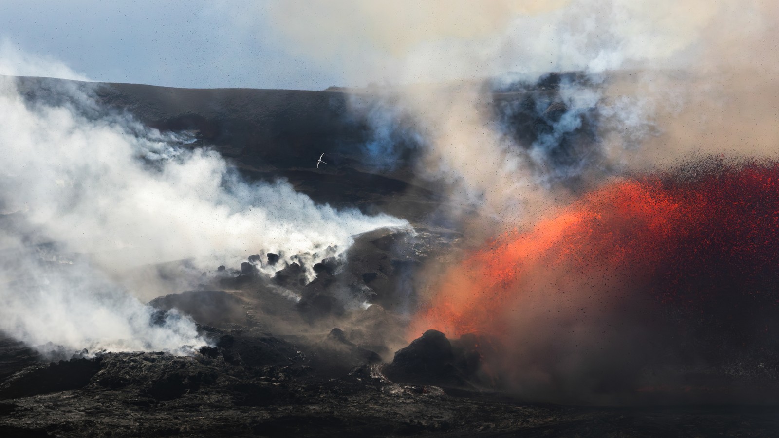 A white bird with a long tail flies above a volcanic crater with a plume of erupting lava.