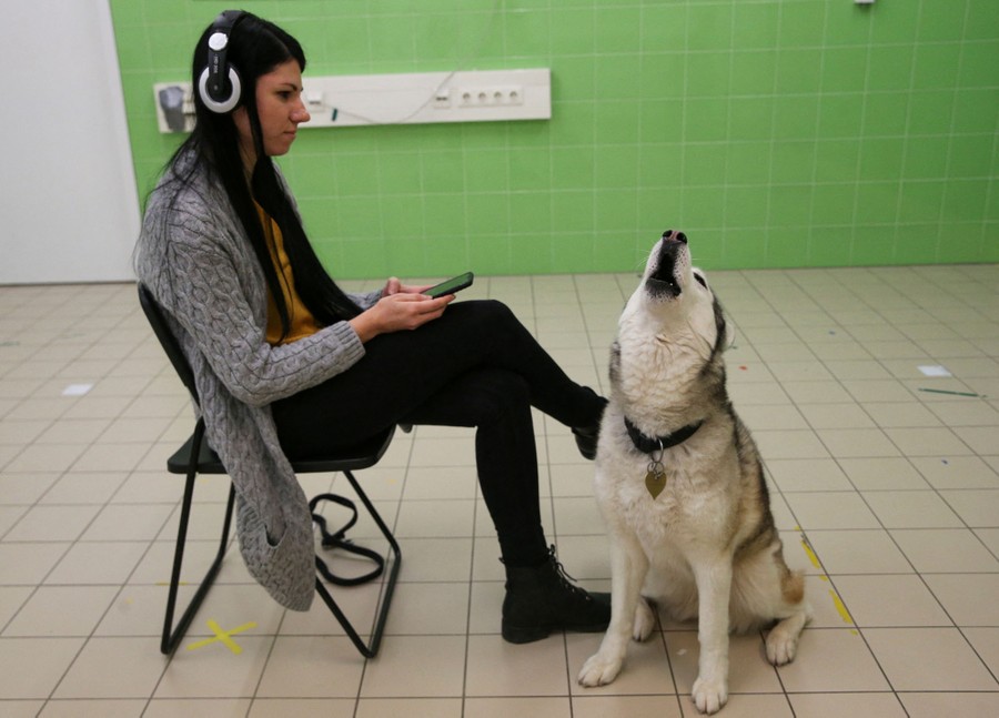 A person sits in a chair beside a howling husky dog.