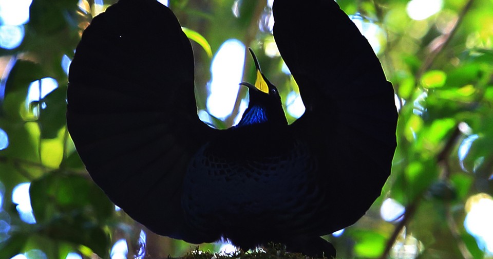 Back to Black: How Birds-of-Paradise Get Their Midnight Feathers