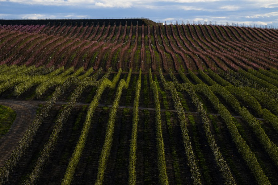 Rows of blossoming peach trees line rolling hillsides.