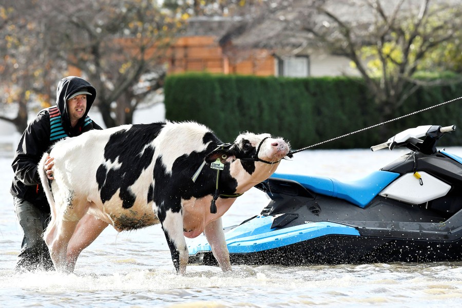 A person pushes while another (unseen) pulls to move a reluctant cow onto land and out of the water.