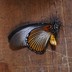 A preserved butterfly against a wooden background