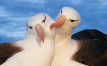 black-browed albatrosses in the Falklands