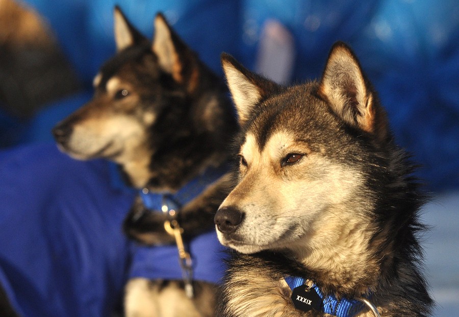 2011 Open North American Sled Dog Race T-Shirt