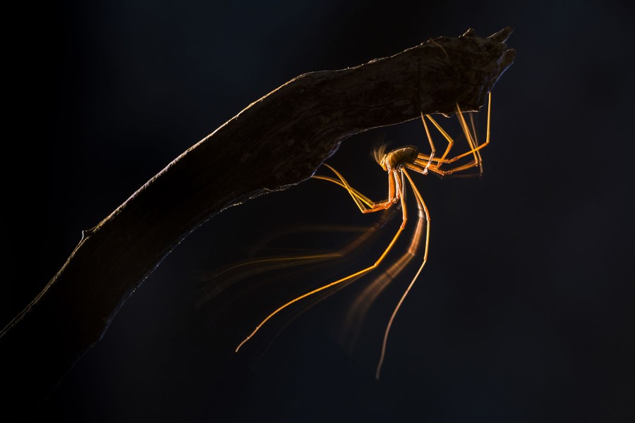 A long-legged spider is seen hanging from a stick in the dark.