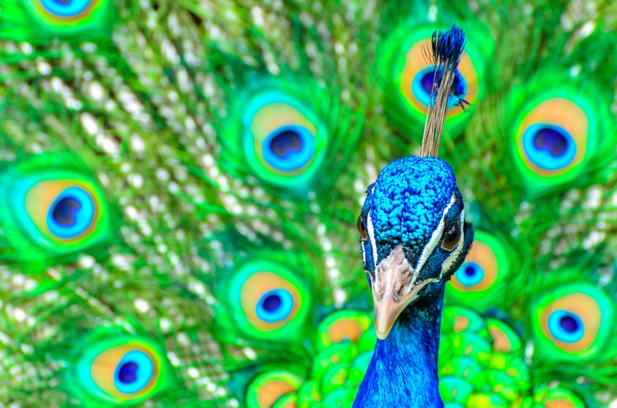 A close view of a peacock with its colorful tail feathers on display
