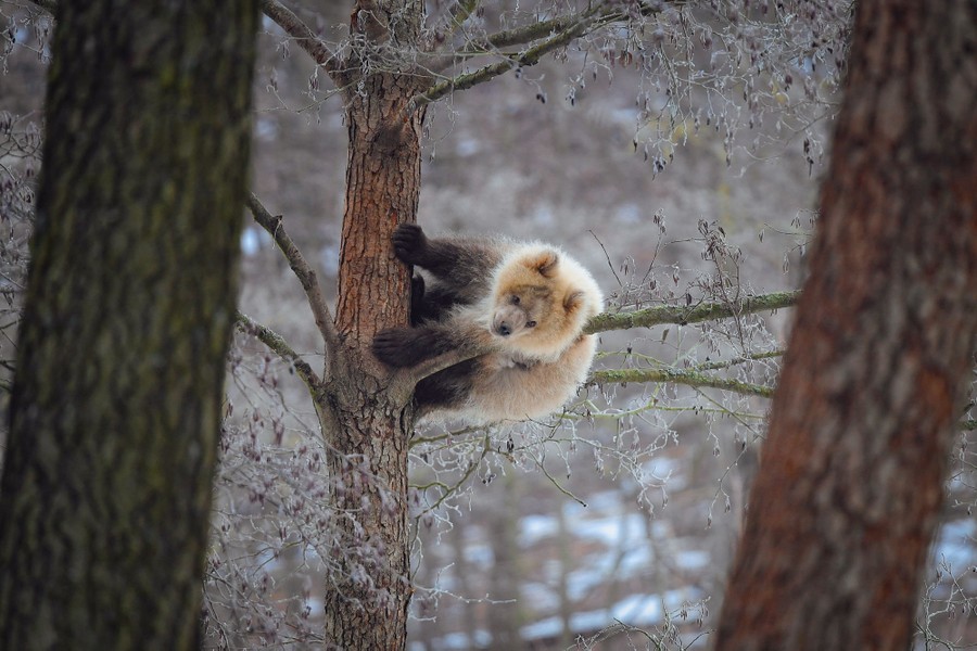 A young bear rests in tree branches.