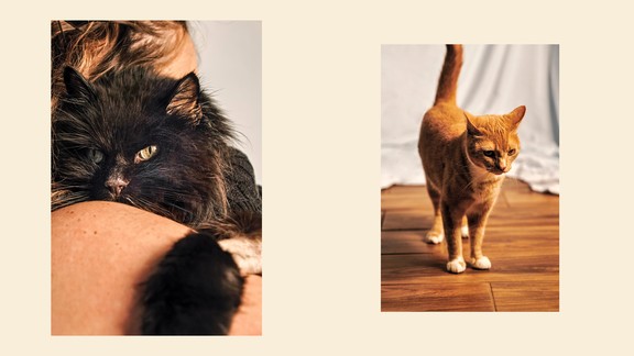 2 photos: woman holds fluffy black cat on her shoulder with shaved paw over her arm; orange tabby cat standing on wood floor