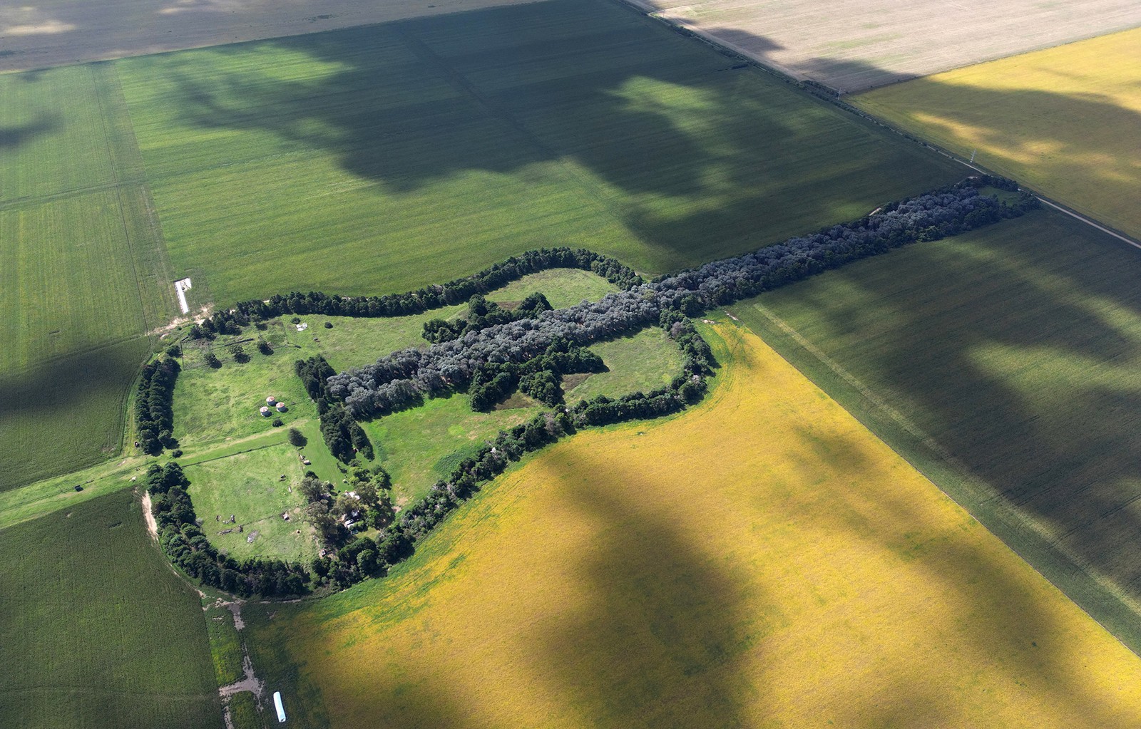 An aerial view of trees that have been arranged in the outline and shape of a massive guitar, surrounded by cornfields.