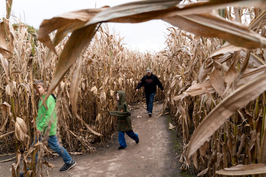 Several people explore a corn maze.