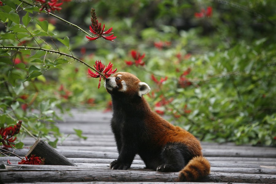 The Sichuan Giant Panda Bases and Sanctuaries - The Atlantic