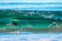 A penguin swims just beneath the surface of an ocean wave as it is about to crash.