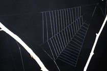 The web of the spider Hyptiotes