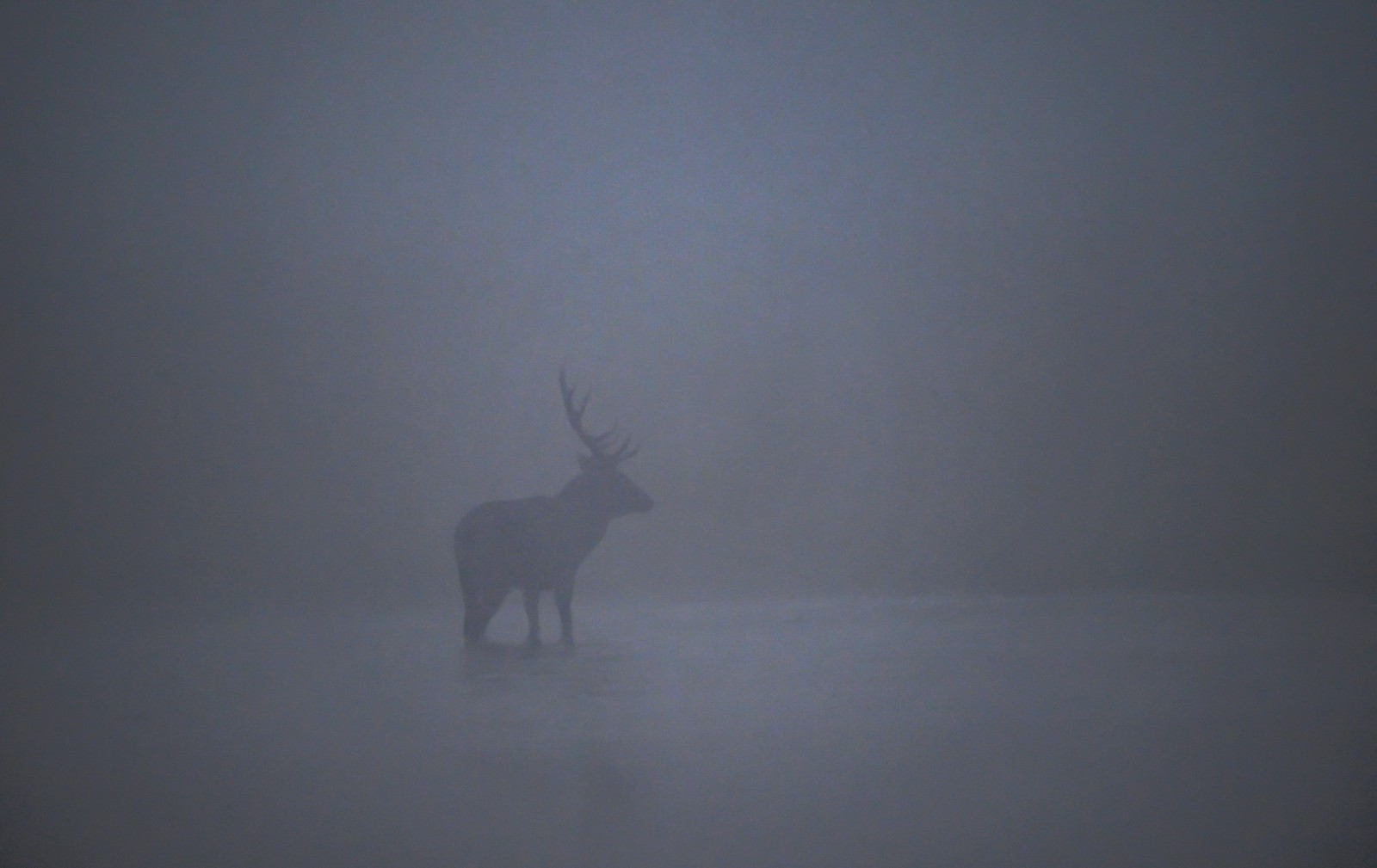 A deer crosses a lake on a very misty morning.