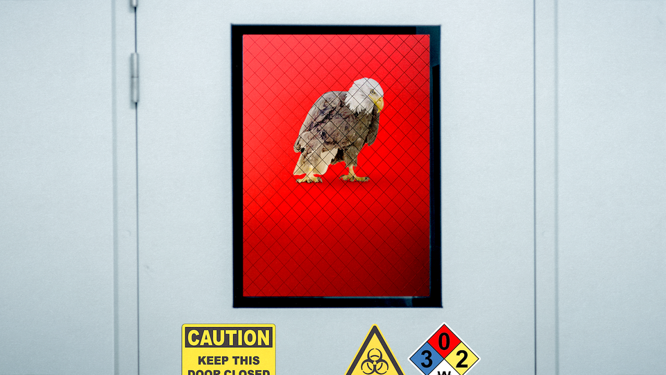 Illustration of a bald eagle in a red room behind a door with biohazard stickers