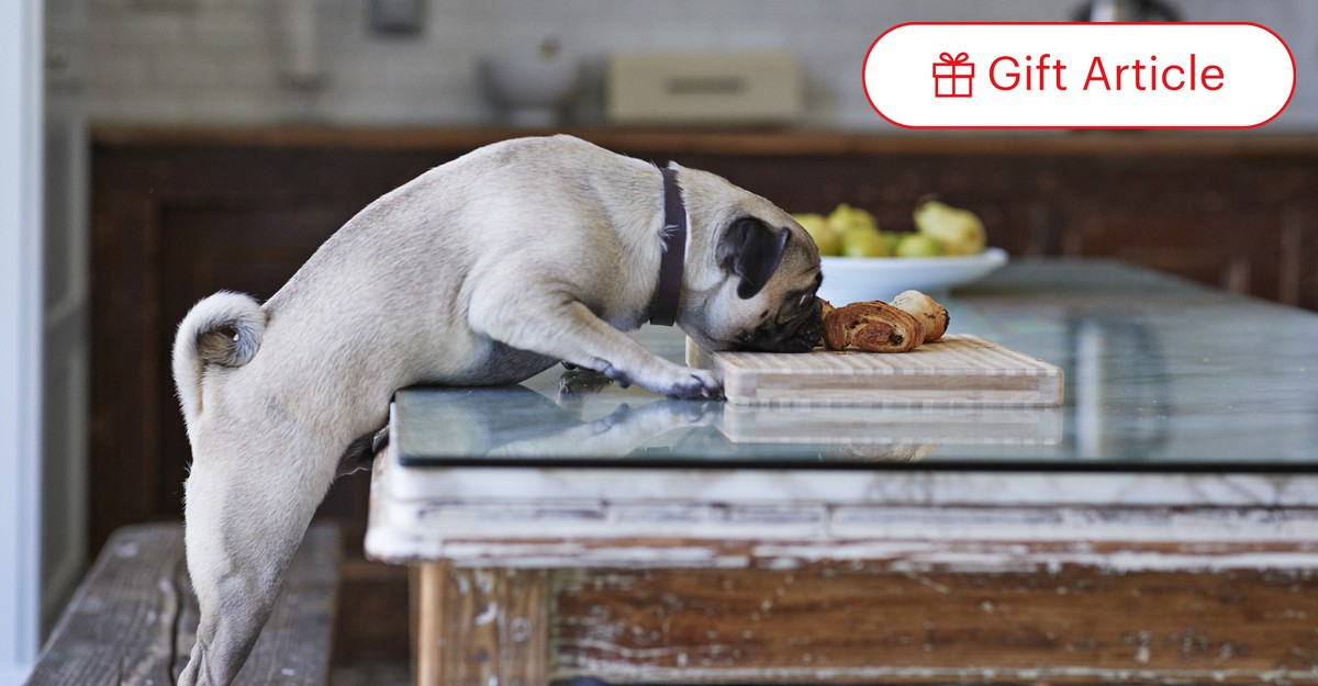 Grain free is outlet bad for dogs