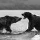 brown bears fighting in a lake in Russia