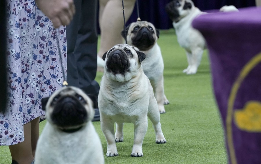 Four pugs stand beside their handlers at a dog show.